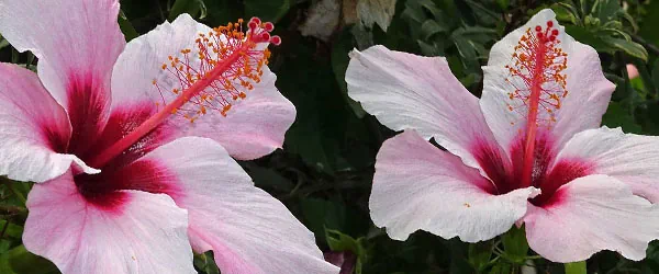 Flora de Barcelona - El Maresme