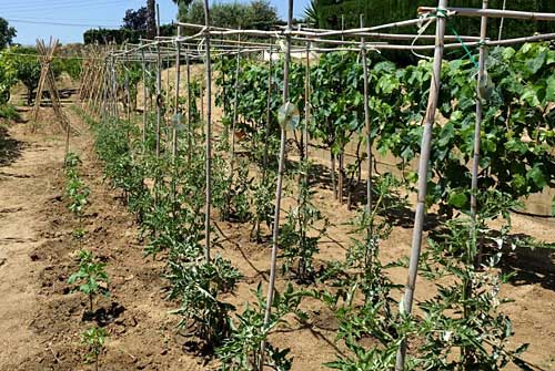 Zones agricoles